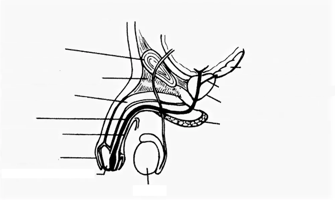 estrutura do pênis